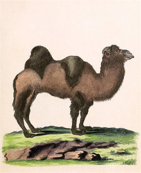 Bactrian Camel, Endangered Species Photograph by Biodiversity Heritage Library - Fine Art America