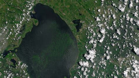 Parts of Florida are in a state of emergency over a toxic algae bloom ...