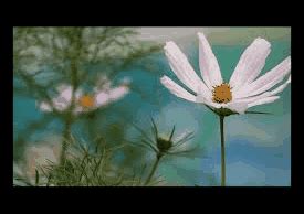 beautiful flower wallpapers for desktop full screen | Wallpapers HD ...