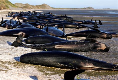 Almost 500 whales stranding on an Australian shore; 380 dead as rescue ...