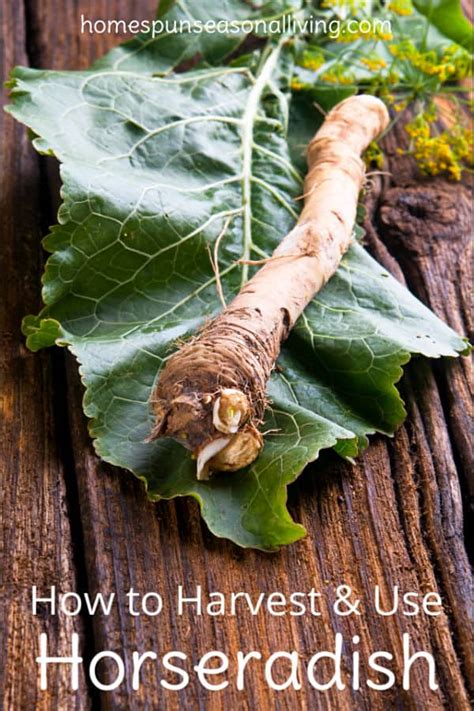 Harvesting and Using Horseradish