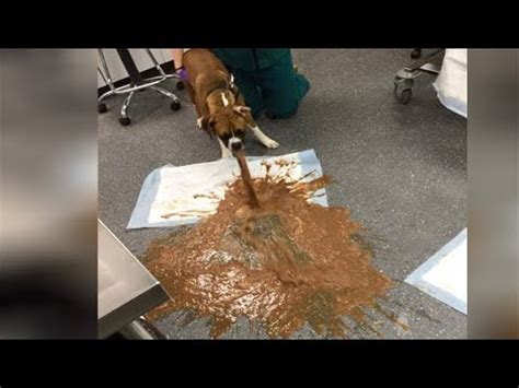 Dog eats chocolate, projectile vomits in gross image; Toblerone changed its chocolate ...