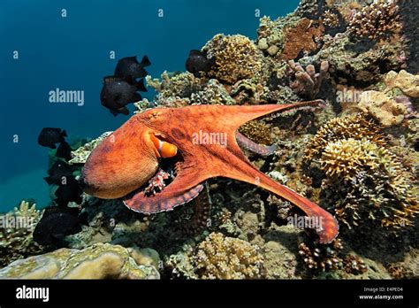 Common Octopus (Octopus vulgaris), at a coral reef, Red Sea, Egypt Stock Photo - Alamy