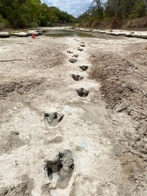 New Discovery of Dinosaur Tracks Adds to Glen Rose's Dino-mite Collection