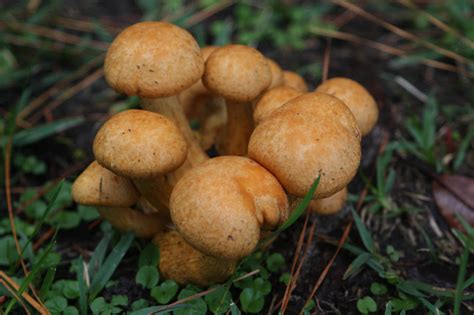 Possible Gymnopilus junonius? - Mushroom Hunting and Identification - Shroomery Message Board