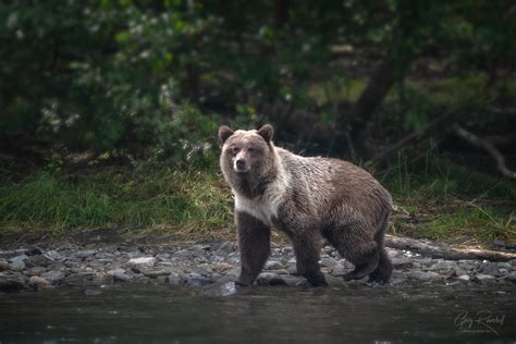 Alaska Grizzly Bears - Gary Randall