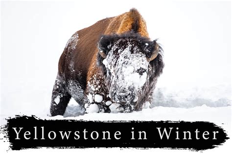 Yellowstone Winter Photography Workshop | Mike Wardynski | Mike Wardynski Photography