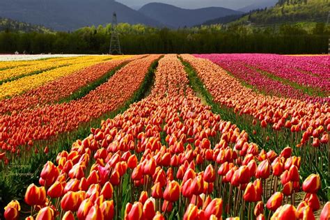CHILLIWACK TULIP FESTIVAL OPENS NEXT WEEK WITH MILLIONS OF FLOWERS - My ...
