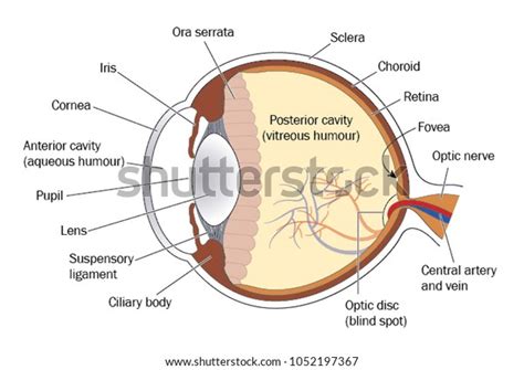 2,406 Optic Disc Images, Stock Photos & Vectors | Shutterstock