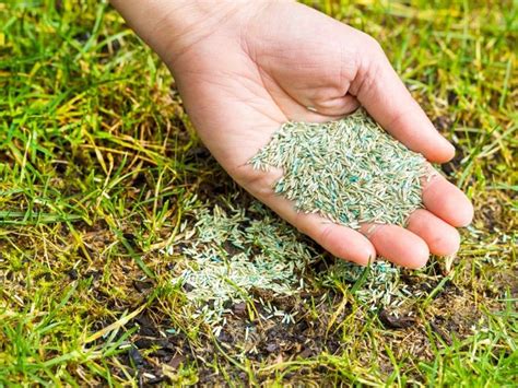 Planting Grass Seed In Winter - How Winter Overseeding Works | Gardening Know How