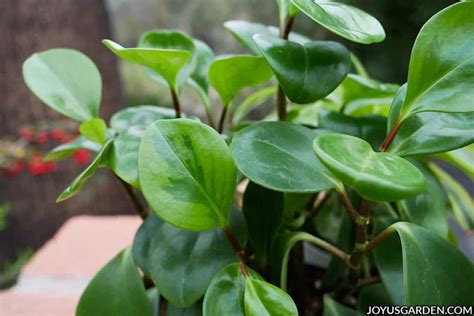 Peperomia Obtusifolia: How To Grow the Easy Care Baby Rubber Plant