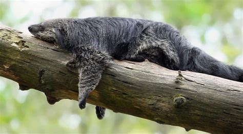 The Binturong (Arctictis binturong), also known as the Asian bearcat, the Palawan bearcat, or ...