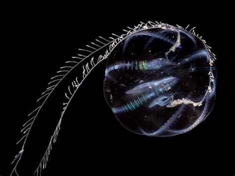 Pleurobrachia pileus - Sea gooseberry (Ctenophora images)