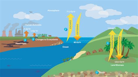 Carbon Dioxide and the Carbon Cycle