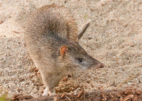 Bandicoot Facts & Photos - Bush Heritage Australia