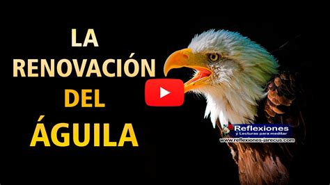 La renovación del águila (Vídeo reflexión) - Reflexiones y lecturas para meditar