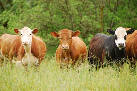 Kentucky Farms Feed Me - Visit a Beef Cow Farm — #TeachKyAg