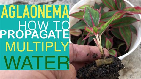 AGLAONEMA MULTIPLY | PROPAGATION | HOW TO WATER - YouTube