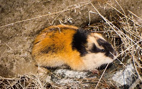 Norway Lemming | The Animal Facts | Appearance, Diet, Habitat, Lifespan