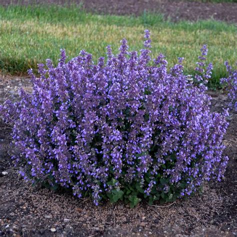 Nepeta hybrid 'Cat's Pajamas' Cat's Pajamas Catmint from Prides Corner ...