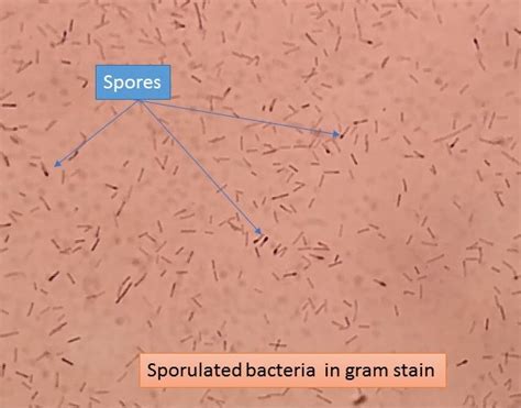 Sporulated bacteria: Introduction, Mechanism of spore formation