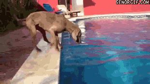 Dog Fetching GIF by Cheezburger - Find & Share on GIPHY