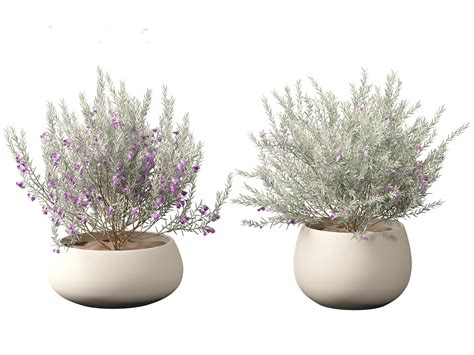 Eremophila nivea - silky eremophila 05 3D model | CGTrader