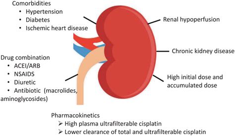 Risk factors for, and the pharmacokinetics of cisplatin-induced renal... | Download Scientific ...