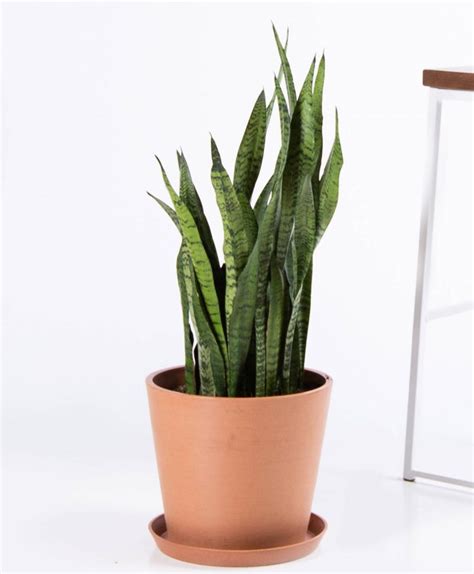 The Best Indoor Plants for Your Home Office | Havenly Blog | Havenly ...