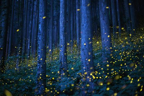 Dazzling Long Exposures Capture the Fireflies of Japan | WIRED