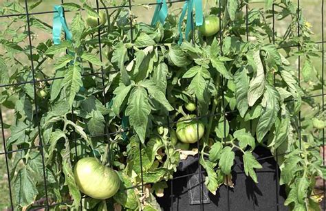 21 of My Favorite Indeterminate Tomato Varieties in 2024 - Backyard ...