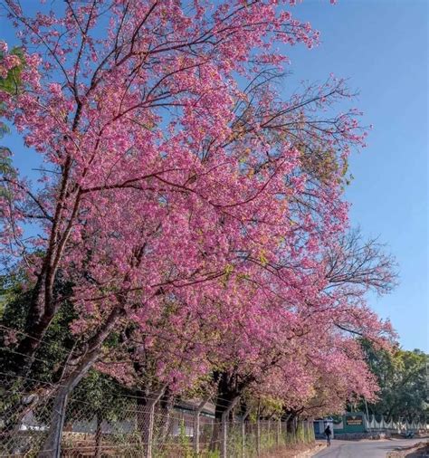 Shillong Cherry Blossom Festival 2022 Dates & Music Contest