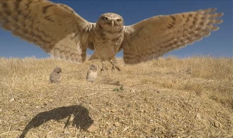 Saving Western Burrowing Owls — Santa Clara Valley Bird Alliance