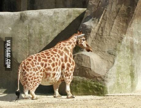 For all of you having a bad day, heres a fat giraffe (: - 9GAG