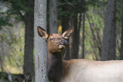 Female Elk Photograph by Leslie Sims