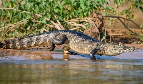 Rough Guides Blog | Travel Guide and Travel Information | Pantanal ...