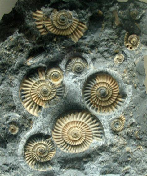 Louisville Fossils and Beyond: Sep 9, 2010