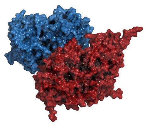 Glucocerebrosidase (beta-glucosidase) Enzyme Molecule. Stock Photo - Image: 35580260