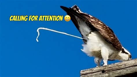 Osprey bird pooping | Call sound #seahawk - YouTube