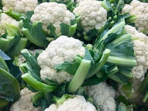 harvesting-cauliflower | Gardening ABC