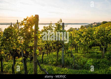 Vineyards on Lake Constance, Meersburg, Baden-Württemberg, Germany Stock Photo - Alamy