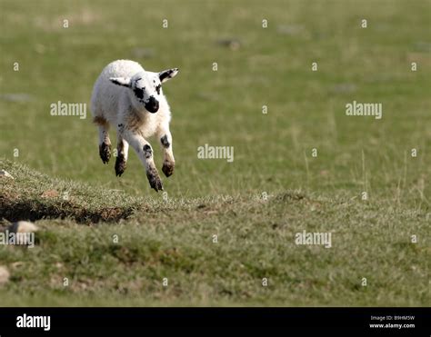 Welsh lamb Stock Photo - Alamy