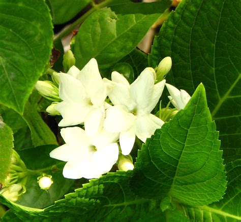 Laguna Ginger Lily: Sampaguita, our National Flower