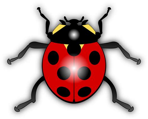 Transparent Ladybug Png - Ladybird Clipart - Full Size Clipart (#5720897) - PinClipart