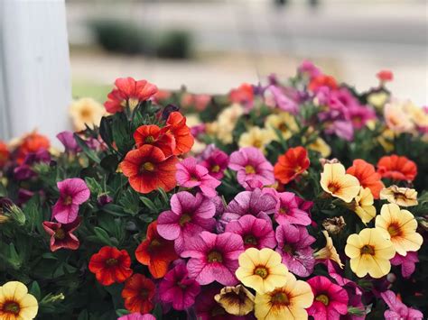 Grow Petunias from Seed for a Beautiful Flower Garden – Real Men Sow