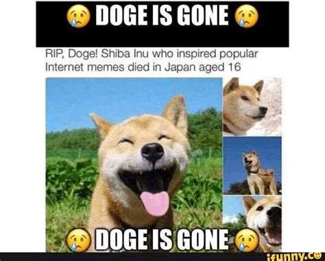 RIP, Doge! Shiba lnu who Inspxred popular Internet memes died in Japan aged 16 - iFunny