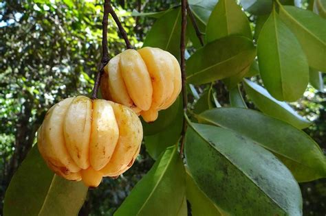 Everything You Need To Know About The Garcinia Cambogia Fruit - Garcinia Cambogia Australia Reviews