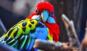 Scarlet Macaw Parrot - Facts, Information & Habitat