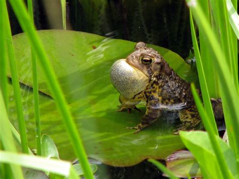 Toads raising young – Our Habitat Garden