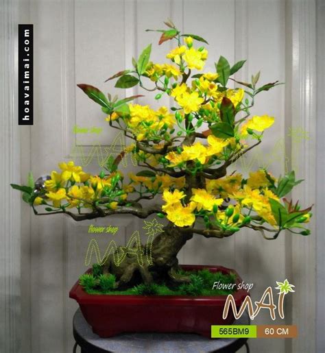 Mai bonsai 60cm 565BM9 | Hoa vải đẹp MAI | Hoa, Hoa đẹp, Vải